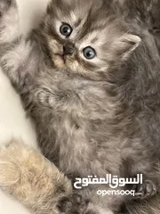  9 قطط  بصحه و عافيه