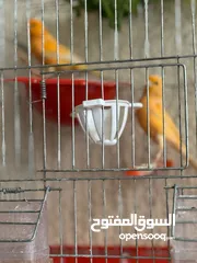  6 طيور كناري جاهزة بحالة وصحة جيدة