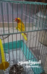  1 love bird male and female age 1.5 years