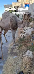  3 جمل ضحيه بصلاه عالنبي