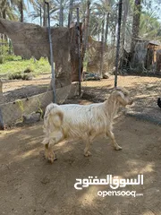  2 هوش جاموديات