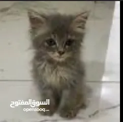  1 قط لا البيع في الداخل_طبريا