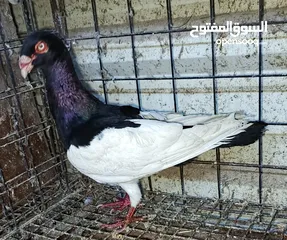  10 حمام الماني نخب جواز وفردات