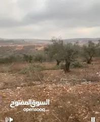  2 ارض للبيع 4 دنم مزروعة شجر رومي