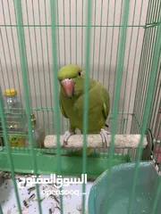  2 دره أليف ‏فل كلم