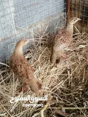  4 للبيع صفارد باكستاني