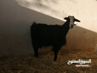  2 شاه للبيع صاحيه من كل شي