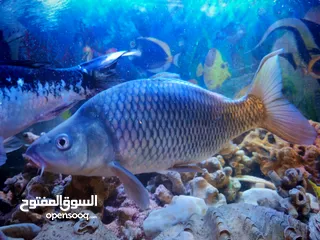  1 سمك للبيع كبير بعيش شتاء وصيف قوي سمك قرو بعيش جميع انواع الأحواض