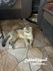  3 قط ذكر سكوتش فولد جولدن بيور للبيع  35
