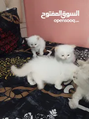  5 5 persian cats 45days old two male and 3 female price per cat 30 bd