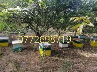  24 عسل طبيعي بلدي اصلي مضمون ومكفول 100٪؜ من مناحلنا