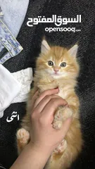  3 متوفر ثلث قطط بريتس