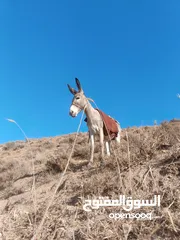  2 جحشه غنم عمرها سنتين ونص ومعاها جحشه عمرها 25 يوم