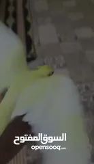  2 عصفورين كوكتيل لاتينيو عين حمرا