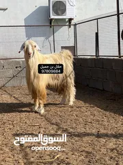  4 فحول فاخره وضخمه مد وشور