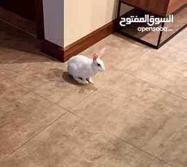  4 Selling a Dwarf Rex Mix Rabbit