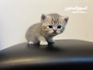  8 Kittens (Adorable)