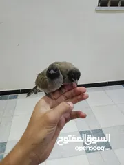  2 موجود جوز فراخ بلابل بلديه مثل العجينه نادي بيجيك طيران إلي بده فيديوه ببعثله