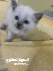  8 Persian short hair kitten