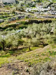  16 ارض على طريق بلعا دير الغصون قبل مفرق اكتابا