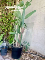  2 Cactus plant-Opontia Plant and Aloe vera