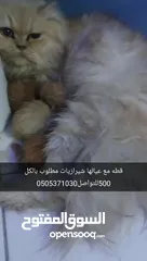  5 قطط مختلف الانواع