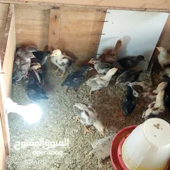  4 صوص باكستاني