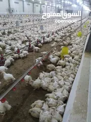  2 من صادق الناس شاركهم اموالهم  اعلان من مزارع الإخوان لدواجن خياركم الوحيد  كل خمس جاجات