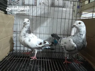  8 قصيين كرزلى القص زغلولين كشك بنيدى  شابةهزاز  دكر زايف بكستانى
