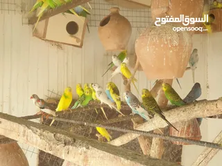  14 للبيع طيور بادجي بالوان جميلة وحجم كبير محلية ومنتج البيع بالجملة الموقع نزوى