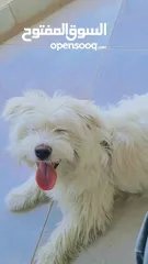  1 كلب ذكر  للبيع لعدم التفرغ