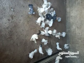  4 طيور حمام هزاز وكرينقوا