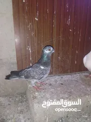  6 ثلث طواير للبيع