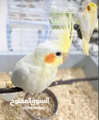  3 Whiteface, Lutino, grey, Albino and pearl  cockateil chicks for hand feeding