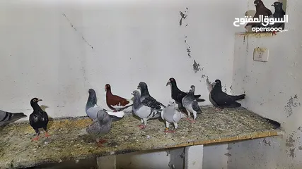  4 15 حبه كوم ريش طيور حمام عسكريات سعرهم 25