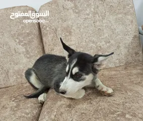  2 جراء هاسكي للبيع إناث .