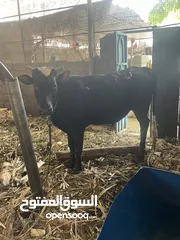  2 عجل و عجلة عمانيات للبيع