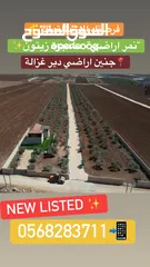  1 نمر_أراضي_زيتون  مثمرة ومعمّرة في أرقى مواقع دير غزالة  جنين
