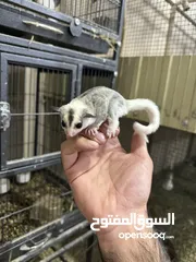  3 شوقر قلايدر