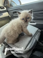  10 كتن همالايا