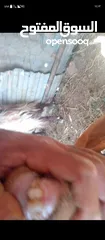  3 تيس كفاله هداد ولحم ماشاءالله تبارك وثنيه ثلاث حبات حليب ولحم