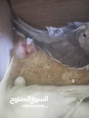  1 جوز كوكتيل الطيره وايت فيس الفحل ابيض