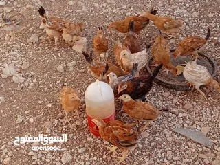  10 صوص بلدي للبيع