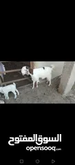 1 عنز وراها سخله بيضا برصا مميزه