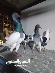  16 جواز يهودي نخب شغالات جاهزات للبيض مع فراخهن كوم كاما ماخذ جميع المطاعيم ومعقمات من الحشرات