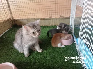  1 قطة شيرازية أنثى للبيع مع اولادها