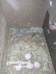  5 4 جواز حب و جوز روز بسعر حرق