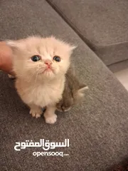  3 قطط هملايا صغيره شهرين للبيع 25 دينار واحده