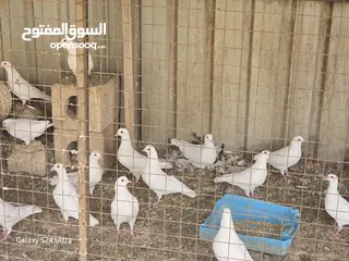  8 طاووس  وحمام فرنسي