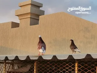  13 all typs of pigeons have